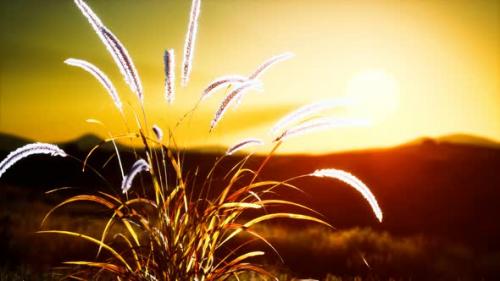 Videohive - Wild Flowers on Hills at Sunset - 32990022