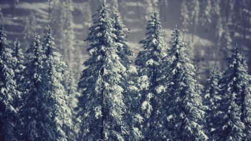 Videohive - Winter Snow Covered Cone Trees on Mountainside - 32990255