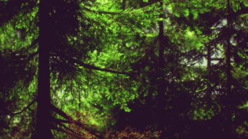 Videohive - Green Cone Trees in Bright Sun Light - 32990298