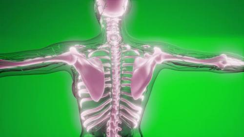 Videohive - Transparent Human Body with Visible Bones - 32988263