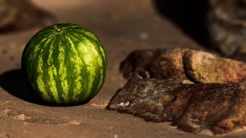 Videohive - Big and Juicy Watermelon on the Beach Sand - 32988568