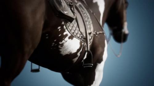 Videohive - Saddle with Stirrups on a Back of a Horse - 33152919