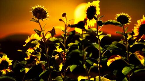 Videohive - Big Beautiful Sunflowers at Sunset - 33080896