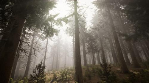 Videohive - Sunbeams in Natural Spruce Forest - 33080905