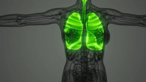 Videohive - Science Anatomy Scan of Human Lungs - 33260142
