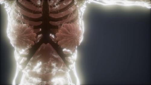 Videohive - Colorful Human Body Animation Showing Bones and Organs - 33260221