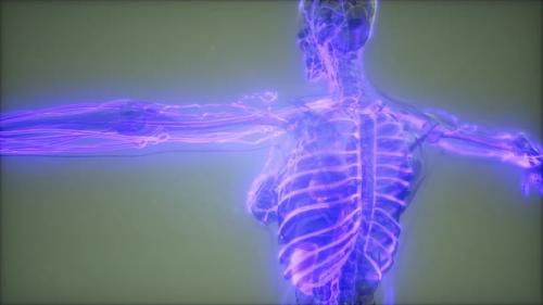 Videohive - Blood Vessels of Human Body - 33260252
