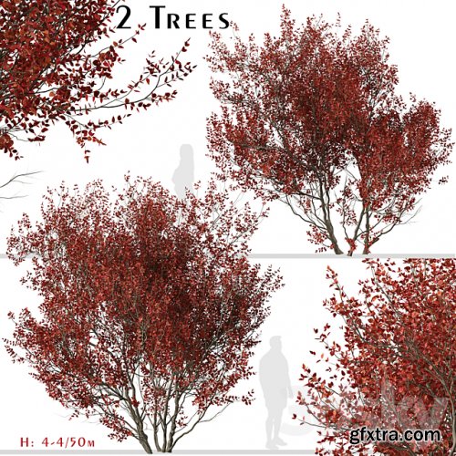 Set of Cotinus Grace Trees (Smoke Tree) (2 Trees)