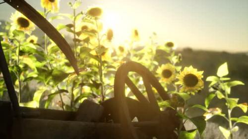 Videohive - Old Vintage Style Scythe and Sunflower Field - 33326864