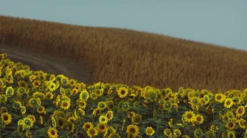 Videohive - Field of Blooming Sunflowers on a Background Sunset - 33326872