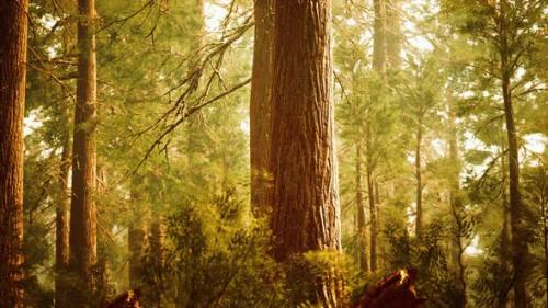 Videohive - Giant Sequoias in Redwood Forest - 33326936