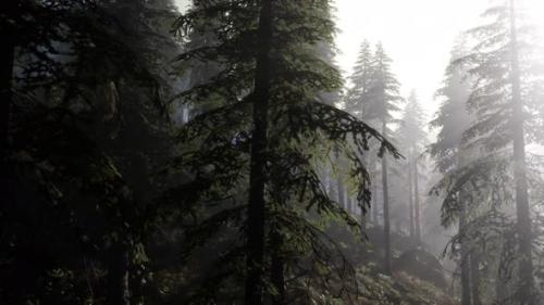 Videohive - Calm Moody Forest in Misty Fog in the Morning - 33330776