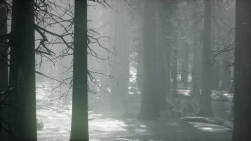 Videohive - Winter Snowcovered Forest on a Cloudy Day - 33330816