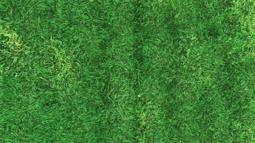 Videohive - Waving Grass in The Strong Wind Loop 4K - 33350419