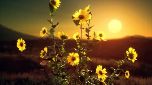 Videohive - Wild Flowers on Hills at Sunset - 33496024