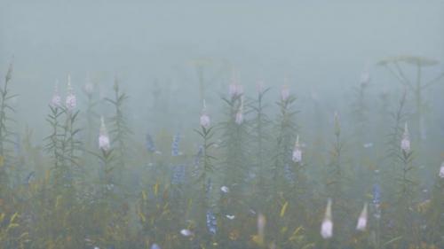 Videohive - Wild Field Flowers in Deep Fog - 33496031