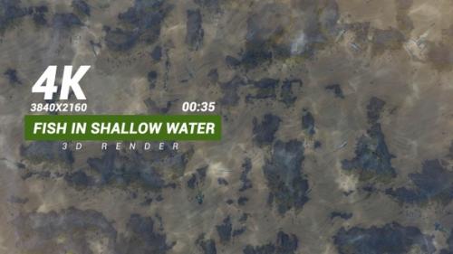Videohive - Fish In Shallow Water - 33509183