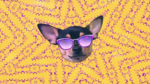 Videohive - Dog Chihuahua Happy Faces Gif Animation Motion Design Pattern in 3d with Color Background Fashion - 33509686