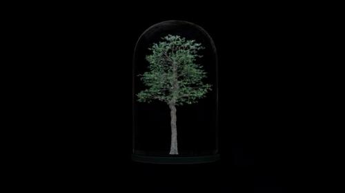 Videohive - Growing Tree In The Glass Lantern - 33547138