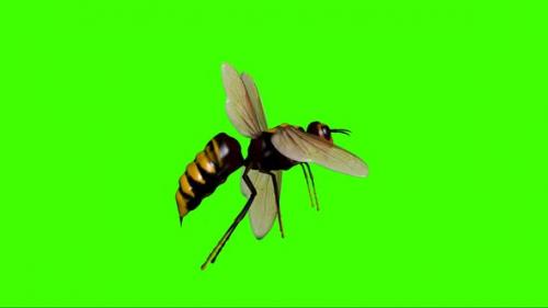 Videohive - Hornet Flying 3 - 33549714