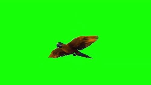 Videohive - Macaw Parrot Flying 1 - 33521396