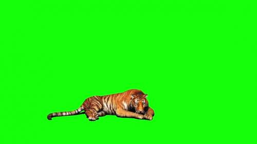 Videohive - Tiger Looking Around 3 - 33528540