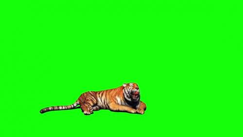 Videohive - Tiger Looking Around 9 - 33528577