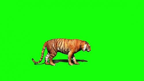 Videohive - Tiger Sitting 1 - 33528595