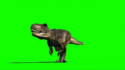Videohive - Giganotosaurus Dinosaur Walking 90 - 33609404