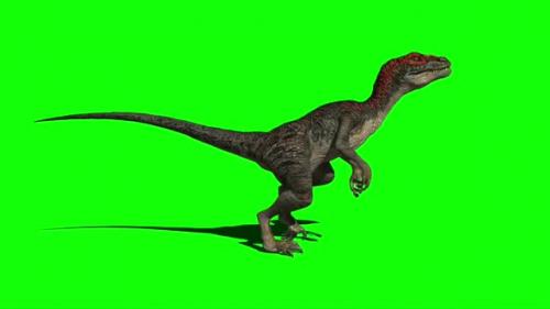 Videohive - Velociraptor Dinosaur Walking 5 - 33609409