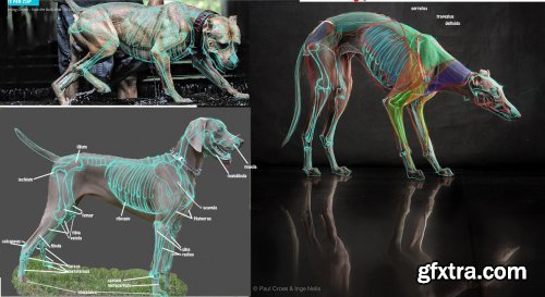 CGMA - Sculpting Anatomy from Animal to Creature