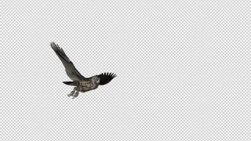 Videohive - Owl - Horned - Flying Transition III - 33622100