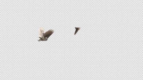 Videohive - Horned Owls - Pair Flying Around - Transparent Loop - 33622105