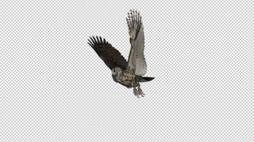 Videohive - Owl - Horned - Flying Loop - Side View I - 33622106