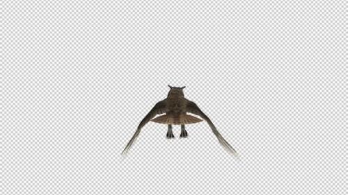Videohive - Owl - Horned - Flying Loop - Back View - 33622107