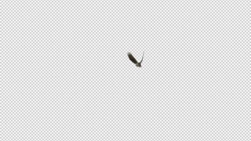 Videohive - Owl - Horned - Flying Transition I - 33622108