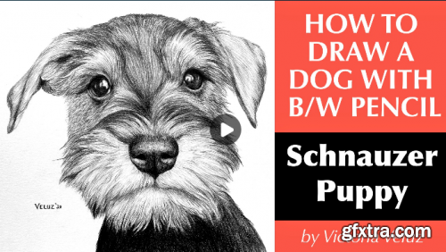 How to Draw a Dog with B/W Pencil: Schnauzer Puppy