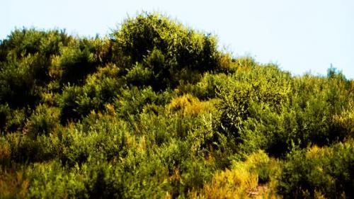 Videohive - Beach Dunes with Long Grass - 33711354