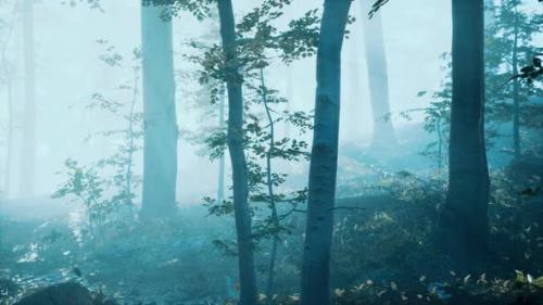 Videohive - Morning Fog in Deep Forest - 33711380
