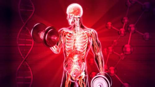 Videohive - 3D abstract art of a man in Xray doing biceps curls - 33790882