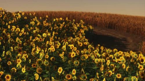 Videohive - Field of Blooming Sunflowers on a Background Sunset - 33711269