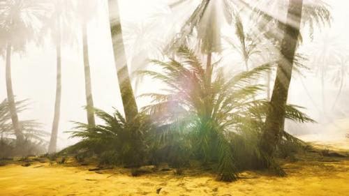 Videohive - Coconut Palms in Deep Morning Fog - 33711302