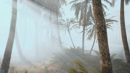 Videohive - Coconut Palms in Deep Morning Fog - 33711308