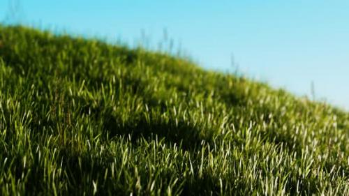 Videohive - Green Fresh Grass As a Nice Background - 33711358