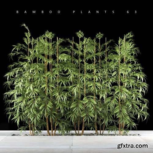 Bamboo plant 7