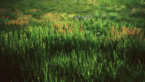 Videohive - Field with Green Grass and Wild Flowers at Sunset - 33848539