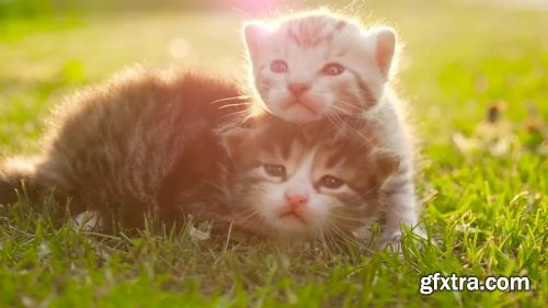 Kittens On Grass 211892