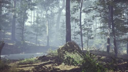 Videohive - Foggy Forest with Soft Sun Light - 34135934