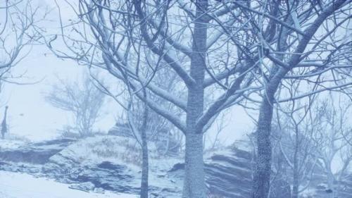 Videohive - Winter Deciduous Forest on a Foggy Morning - 34135976