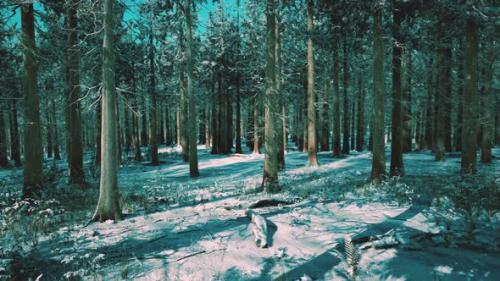 Videohive - Snow Covered Conifer Forest at Sunny Day - 34136534